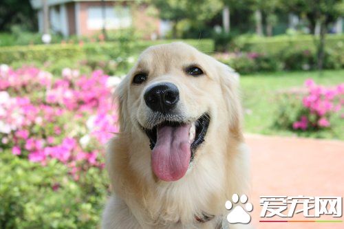 金毛幼犬吃什么有营养 哪些食物是金毛幼犬不能吃的