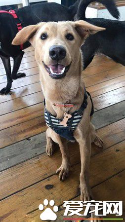 短腿汪到新家暴风抽高 中途妈看了爆哭超感动