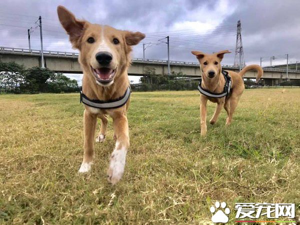 短腿汪到新家暴风抽高 中途妈看了爆哭超感动