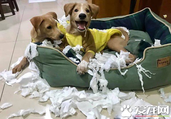 短腿汪到新家暴风抽高 中途妈看了爆哭超感动