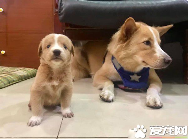 短腿汪到新家暴风抽高 中途妈看了爆哭超感动