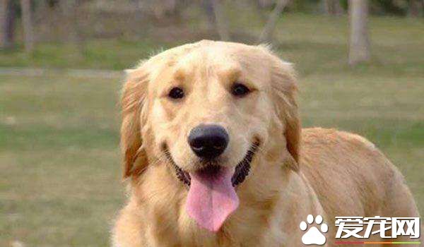 金毛肚子咕咕叫拉稀 金毛拉稀怎么办