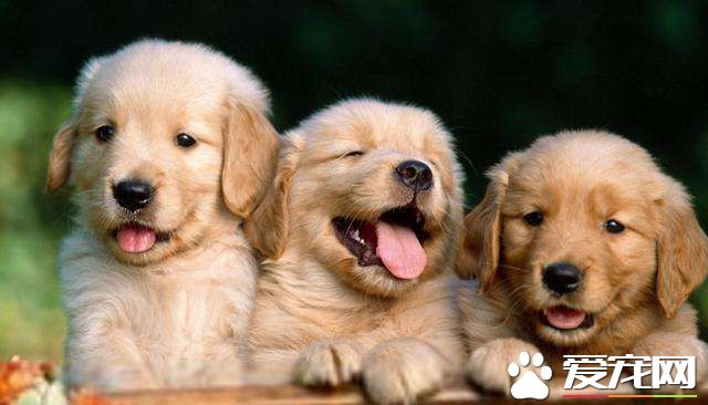 金毛吃什么长个子 金毛成长是需要补充大量的营养