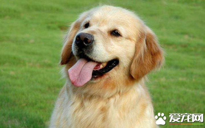 怎么让金毛学会叫 如何教金毛控制自己的情绪