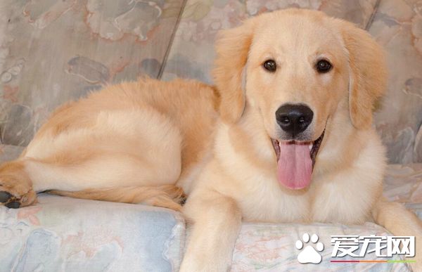 金毛洗澡多久一次 金毛洗澡的最佳频率