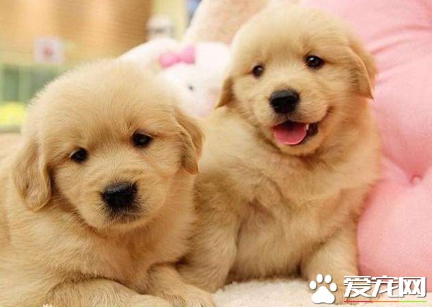 城市居家金毛好养吗 如何饲养金毛