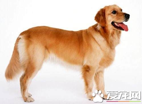 金毛爪子热原因 金毛发烧有什么症状