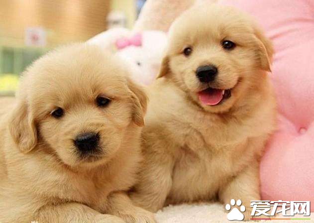 金毛不能吃什么肉 避免给金毛吃生肉的原因