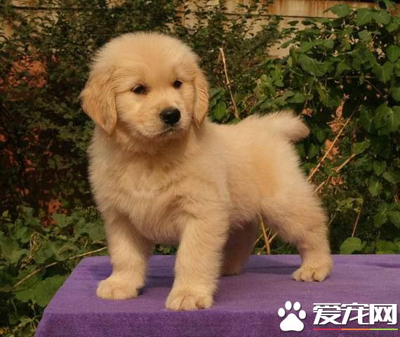 金毛的耳朵内毛要拔吗 金毛耳朵护理的重要性