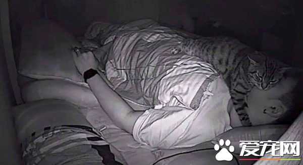 好奇猫主子晚上在干嘛 意外拍下主子对他浓烈爱意
