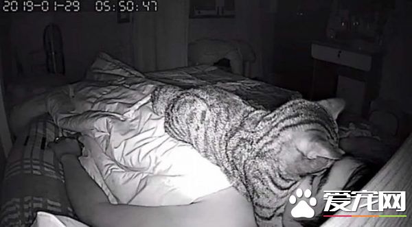 好奇猫主子晚上在干嘛 意外拍下主子对他浓烈爱意