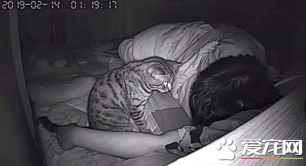 好奇猫主子晚上在干嘛 意外拍下主子对他浓烈爱意
