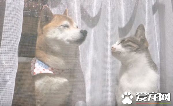 猫狗好朋友门边晒太阳 暖烘烘超舒服的感觉