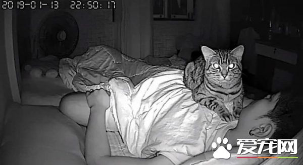 好奇猫主子晚上在干嘛 意外拍下主子对他浓烈爱意