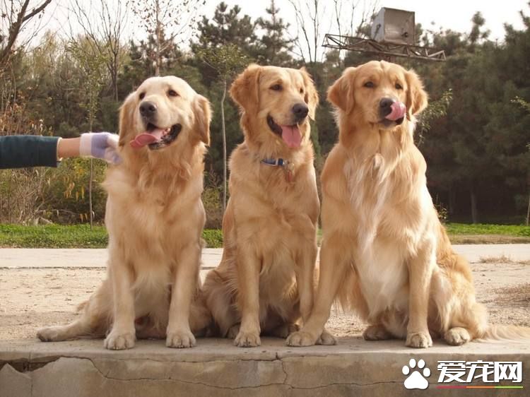 金毛爪子肉垫开裂 金毛爪子肉垫开裂是什么原因引起的