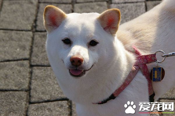 白柴犬鼻子会变粉色吗 什么原因会造成白柴犬鼻子变粉色