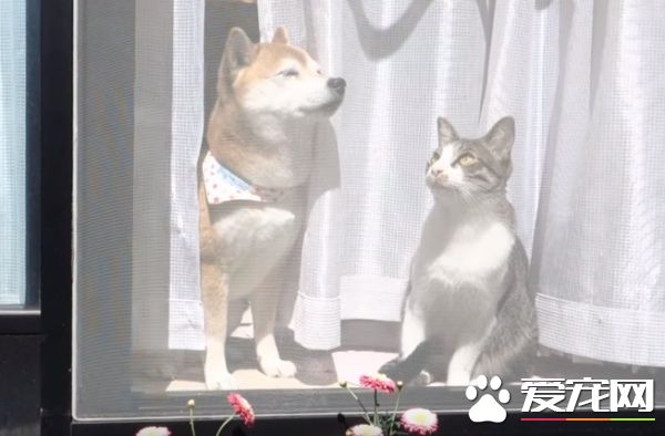 猫狗好朋友门边晒太阳 暖烘烘超舒服的感觉