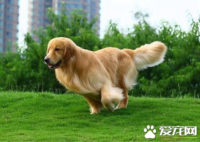 金毛鼻子掉皮什么原因 如何缓解金毛鼻子掉皮