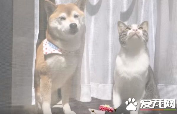 猫狗好朋友门边晒太阳 暖烘烘超舒服的感觉