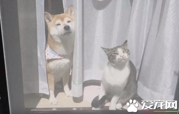 猫狗好朋友门边晒太阳 暖烘烘超舒服的感觉