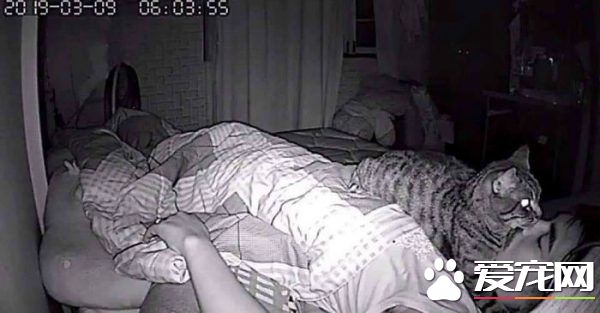 好奇猫主子晚上在干嘛 意外拍下主子对他浓烈爱意