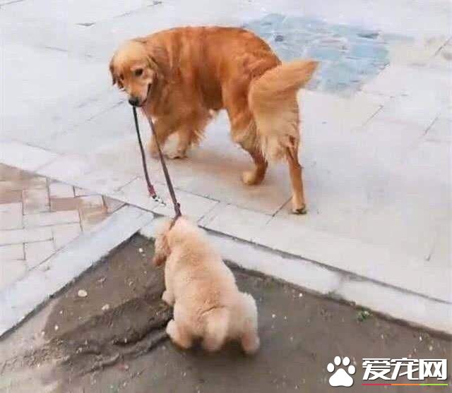 金毛鼻子上面掉毛怎么办 金毛鼻子上面掉毛是什么引起的