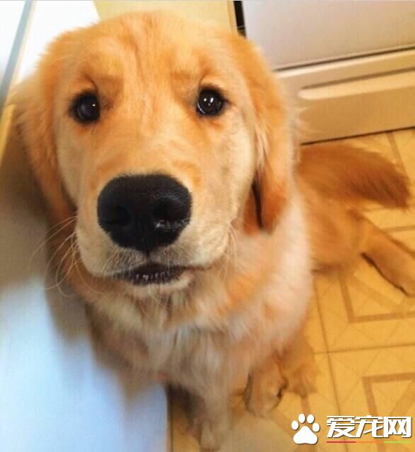 金毛有短毛的吗 金毛短毛是什么原因