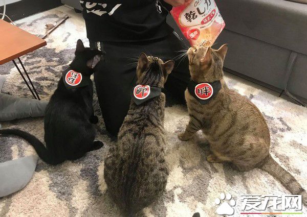 黑猫自己开柜子找寻罐罐痕迹 咦?罐罐在哪咧