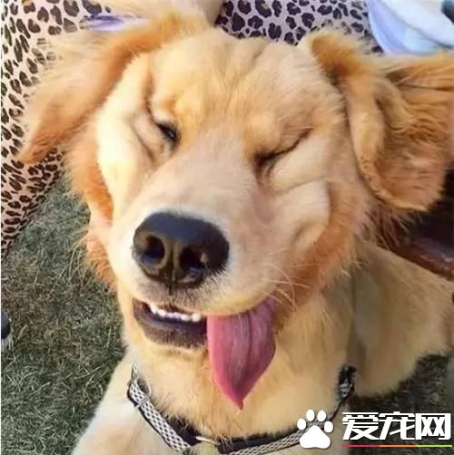 金毛啃东西怎么办 金毛啃东西的原因