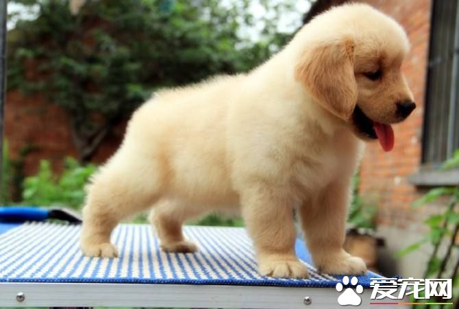 金毛尾巴几个月开花 怎样让金毛的毛发美丽