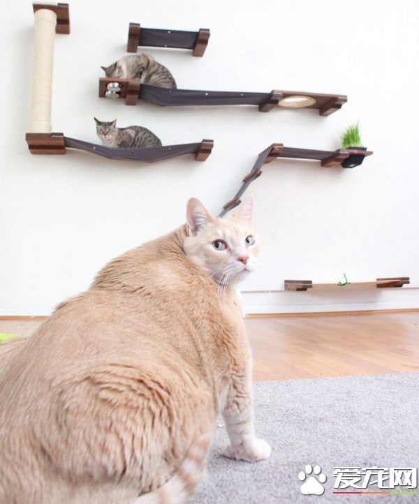 爱猫情侣想收养第三只猫 意外被一只橘喵吉拉吸引