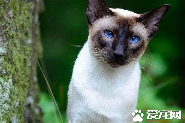 怎么让暹罗猫尿在猫砂 需要训练暹罗猫使用猫砂