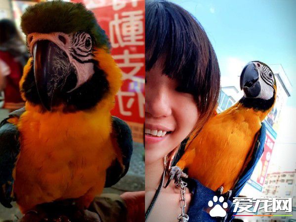 儿子生日送他一份小惊喜 立刻派出爱鸟护送到教室