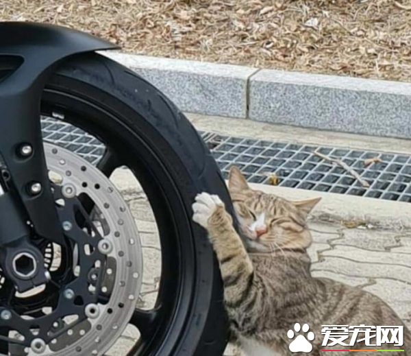 浪猫把轮胎当猫抓板磨爪 抱着轮胎当场睡着啦