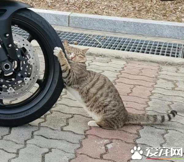 浪猫把轮胎当猫抓板磨爪 抱着轮胎当场睡着啦