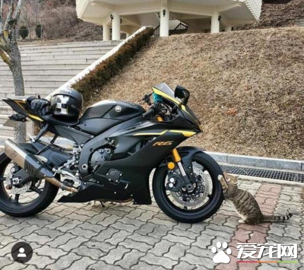 浪猫把轮胎当猫抓板磨爪 抱着轮胎当场睡着啦