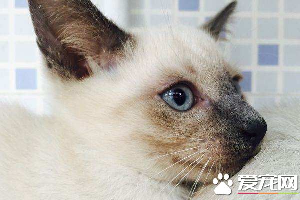 暹罗猫炸毛是什么意思 暹罗猫炸毛怎么办