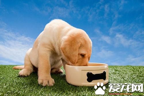 金毛临死前的症状 金毛临死前有什么表现