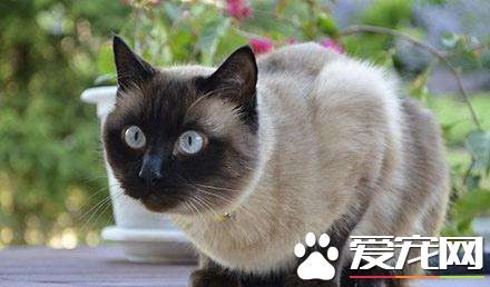暹罗猫喜欢什么  暹罗猫最喜欢的原来是这个