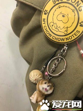 回家发现鬆狮弟弟趴着不动 摇动才惊觉全身僵硬了