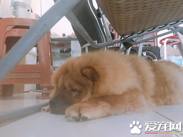 回家发现鬆狮弟弟趴着不动 摇动才惊觉全身僵硬了