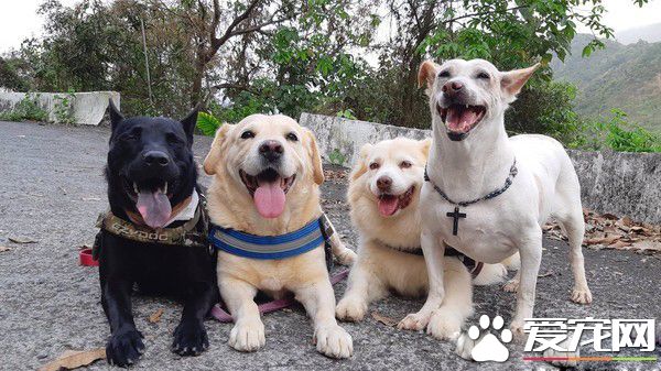 调皮汪第一次捐血乖乖坐着忍痛 我在做有意义的事