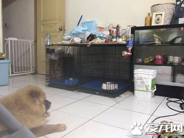 回家发现鬆狮弟弟趴着不动 摇动才惊觉全身僵硬了