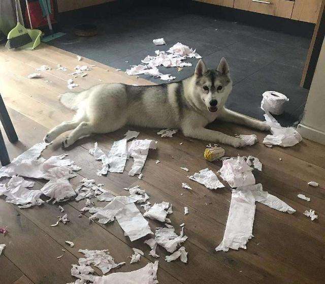 嫉妒让狗子面目全非 逼急了会做这种事