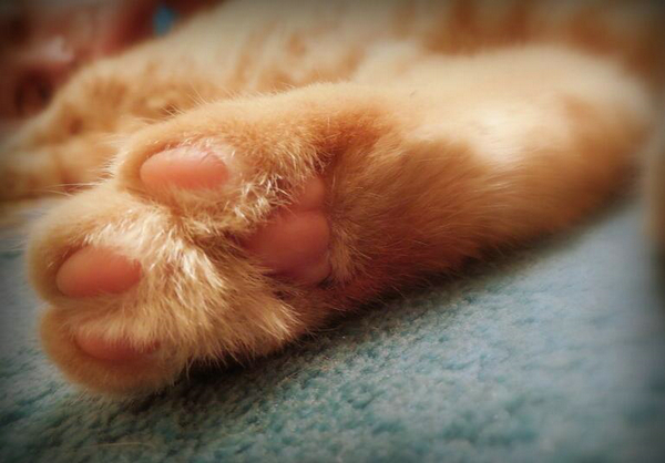 猫爪X光 骨折了吗？有点可爱怎么回事