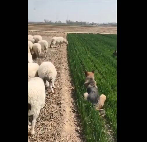 羊:吃一口怎么了 皮一下很开心