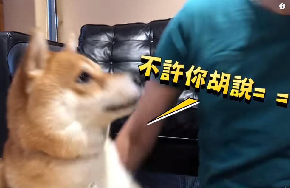 超自恋的柴犬 说不可爱就肉拳攻击