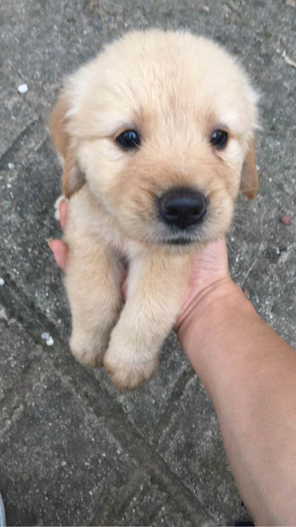 1500买的金毛,养了三个月之后,大家帮忙看看我是不是被骗了