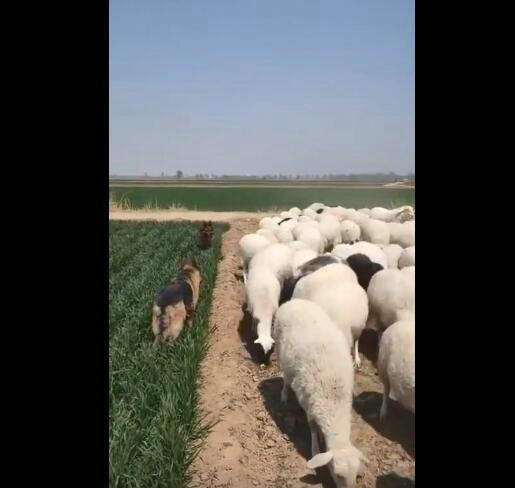 羊:吃一口怎么了 皮一下很开心