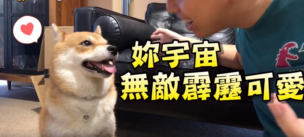 超自恋的柴犬 说不可爱就肉拳攻击